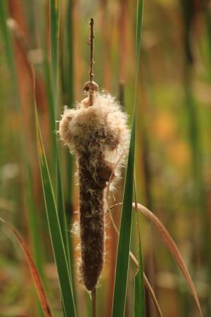 Competition entry: Backlit Cattail