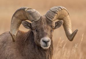 Competition entry: Bighorn Sheep