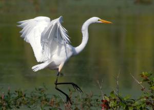 Competition entry: Dancing Egret