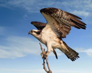 Competition entry: Osprey Ready for Take off