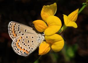 Competition entry: Refuge's Butterfly Loves This Flower