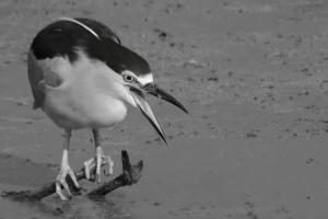 Competition entry: Black Crown Night Heron