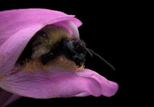 Competition entry: Bumblebee Emerging from a Turtlehead Flower