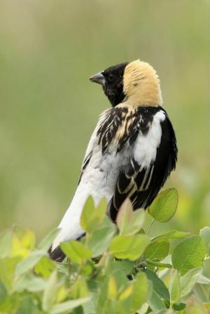 Competition entry: Bobolink
