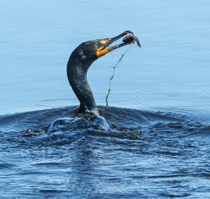 Competition entry: Cormorant With Fish & Weed