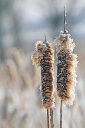 Competition entry: Frosted Cattails