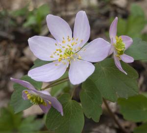 Competition entry:  Hepatica