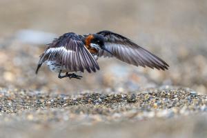A female Red-necked Phalarope jumping in the sand.  Nome, Alaska