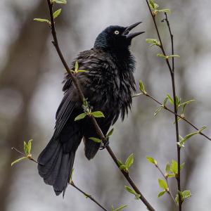 Competition entry: Blackbird singing