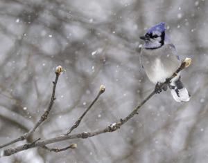 Competition entry: Don't you love snow?