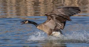 Goose