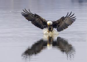 Bald eagle fishing