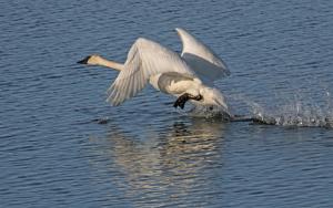 Competition entry: Trumpeter Swan Takes Flight