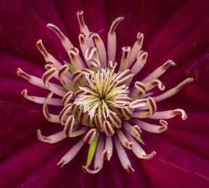 Competition entry: Clematis