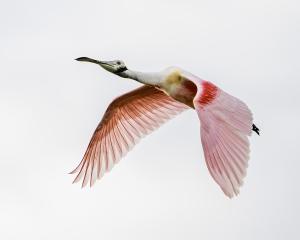 Roseate Spoonbill flying