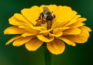 Competition entry: Hungry Bee