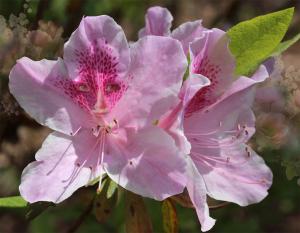 Competition entry: Peek - a -Boo