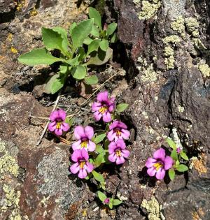 Competition entry: Dwarf Monkey Flowers