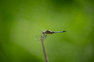 A blue dragonfly perched on a stick against a hazy green background
