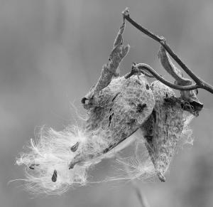 Milkweed with interesting stems and pods