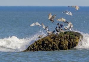 Wave crashing against a rock sending the birds up into the air.