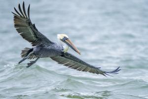 Brown pelican soaring over the water near Rockport, Texax