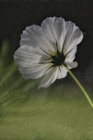 Competition entry: Wild in White