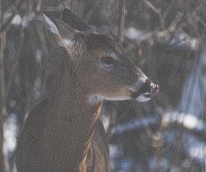 Competition entry: Creative Deer