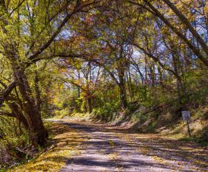 Competition entry: Country Road in Fall