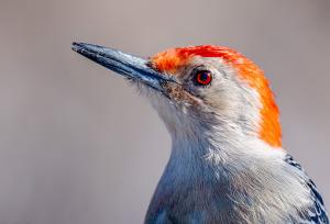 Competition entry: Backyard Woody