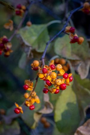 Competition entry: Bittersweet