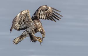 Juvenile eagle catching fish