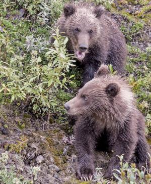 Competition entry: Momma Bear Scolds Her Young