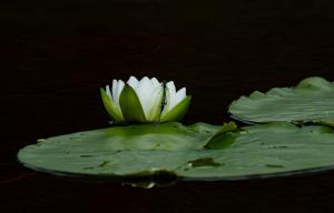 Competition entry: Dinner for Two