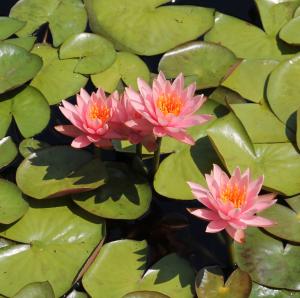 Competition entry: Pink Water Lily