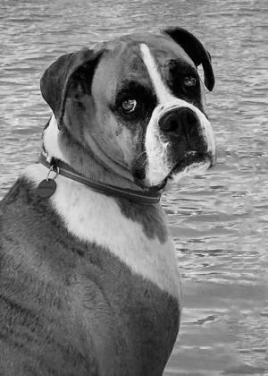 Competition entry: Enough pictures already, I just want to enjoy my boat ride!