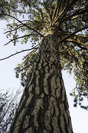 Competition entry: Montana Tree