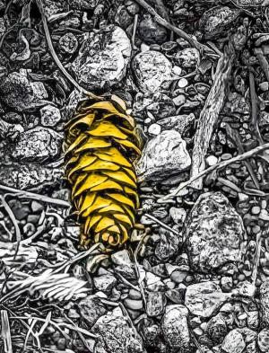 Competition entry: Finding Gold on the Forest Floor