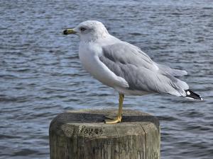 Competition entry: Seagull