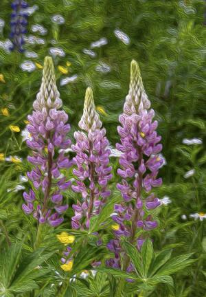 Competition entry: Lupine Standouts