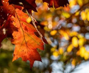 Competition entry: Brilliant Colors of Fall