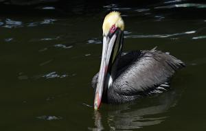 Competition entry: Florida Pelican