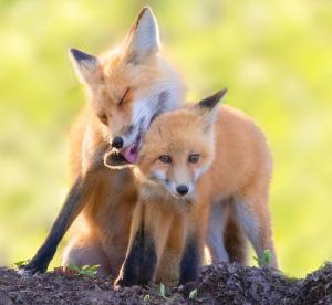 Competition entry: Getting cleaned up