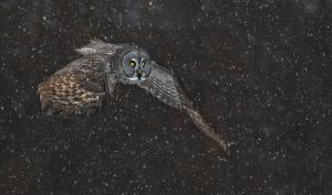 Competition entry: GGO hunting 