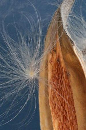 Competition entry: Gone to Seed