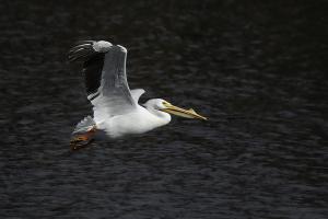 Competition entry: Great Day for Flying