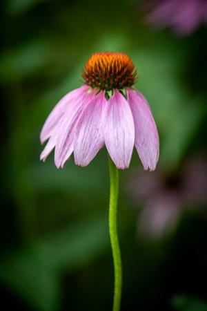 Competition entry: Narrow Leaf Coneflower