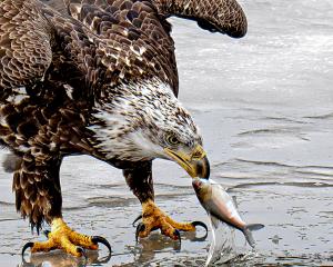 Competition entry: No Fishing pole needed