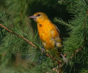 Oriole in tree