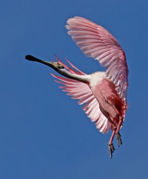 Competition entry: Roseate Spoonbill In Flight
